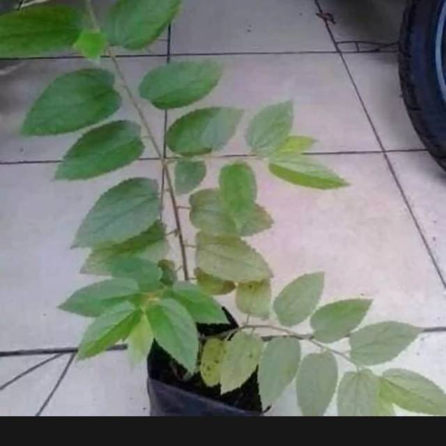 Pohon ceri manis