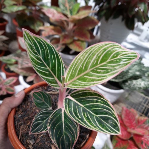 PROMO bibit aglonema minions, Aglonema Minion (Greg's New Hybrid)