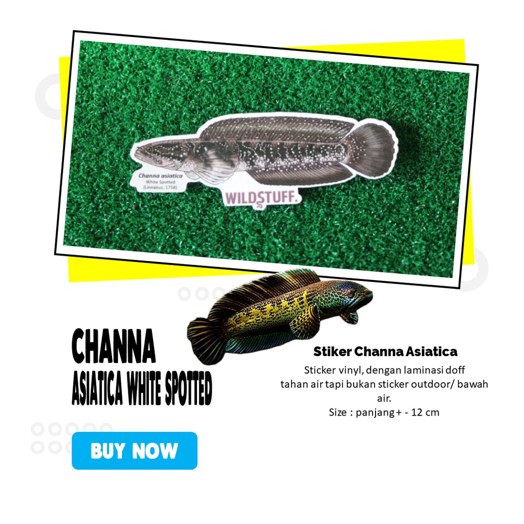 

Sticker Channa Asiatica White Spotted