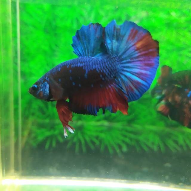 Ikan cupang avatar