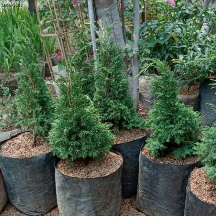 Pohon Cemara Lilin /Cemara Natal Tanaman Hias Bibit Pohon Cemara Lilin