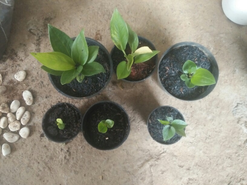 Bibit Anturium Jemani Mangkok Tornado