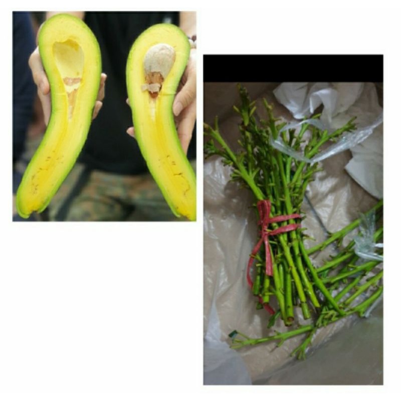 Entres Alpukat 034 Vietnam, bibit sambungan dari entres PIT Vietnam