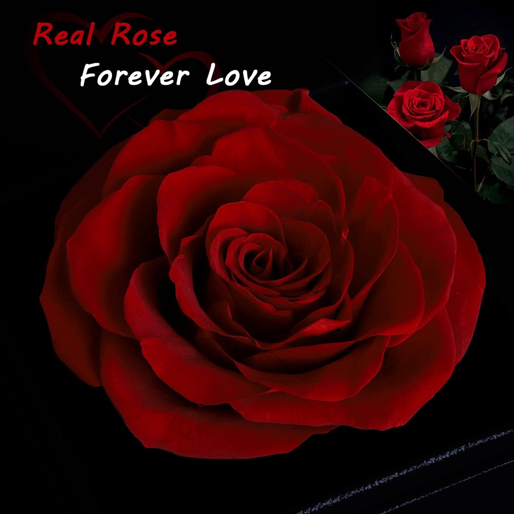 Topspo Tkalung cewek kotak hadiah Diawetkan Mawar Asli 925 Sterling Silver I Love You Kalung 100 Bahasa Buatan Tangan Kalung Hadiah Set I untuk Gadis Wanita Hari Ibu Ulang Tahun Ulang Tahun Hari Valentine Natal Bunga Mawar Asli Paket Hadiah Set Merah