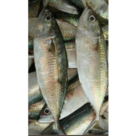 Ikan kembung banjar