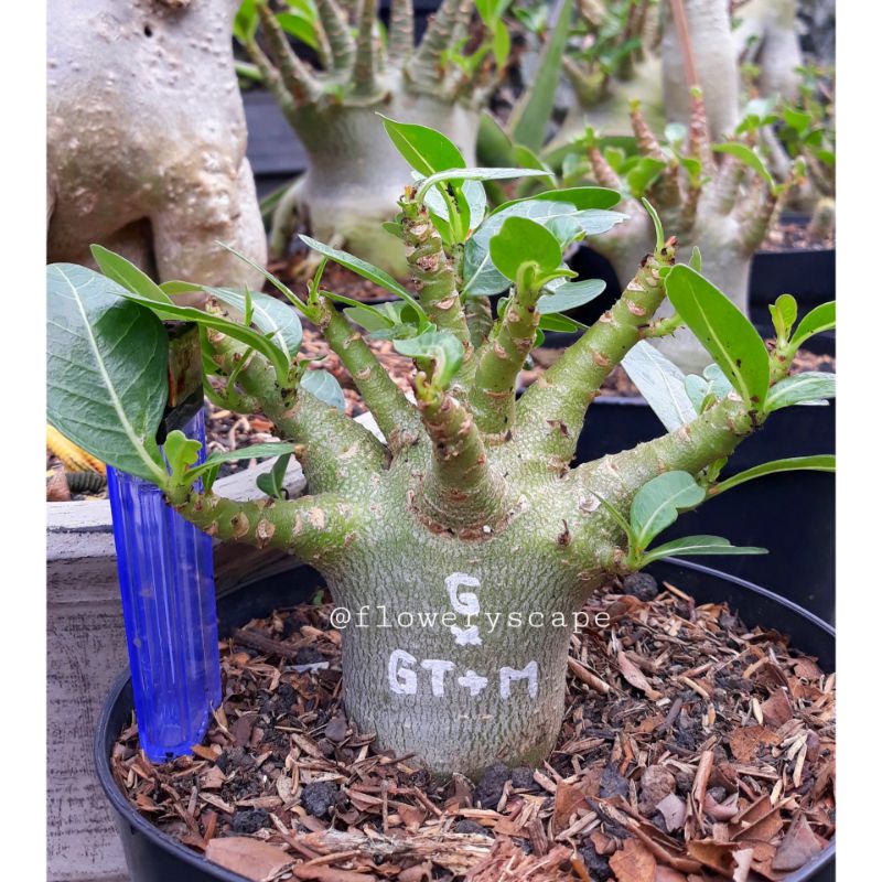 Adenium godji