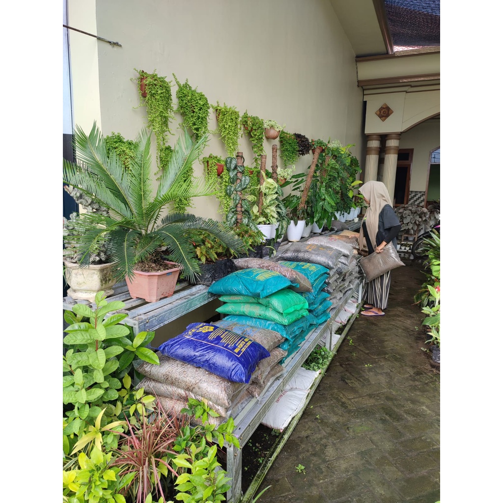 Syngonium Lumia Tanaman Hias Bunga Murah Syngonium Lumia Syngonium Murah