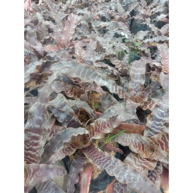 tanaman cryptantus tokek