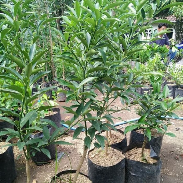 Bibit Jeruk Nagami Pohon Jeruk Nagami Bibit Buah Jeruk Nagami Pohon Buah Jeruk Nagami