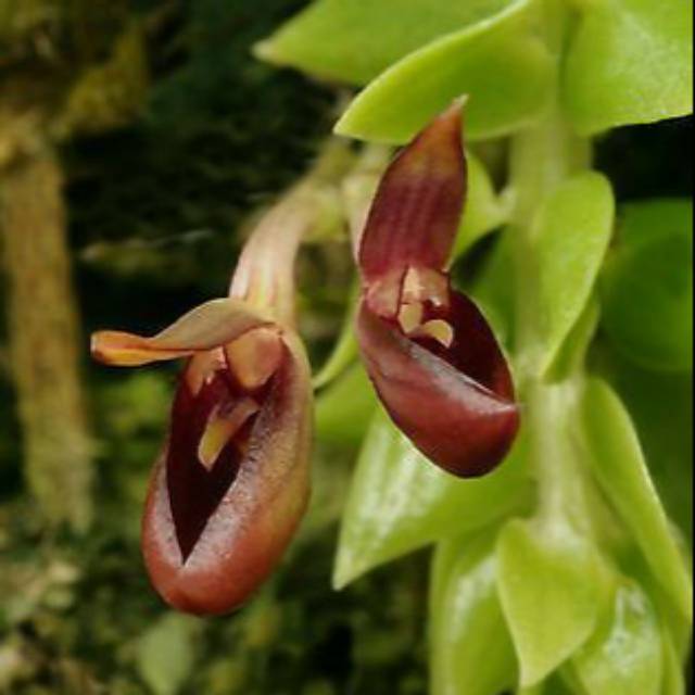 Bulbophyllum Membranaceum