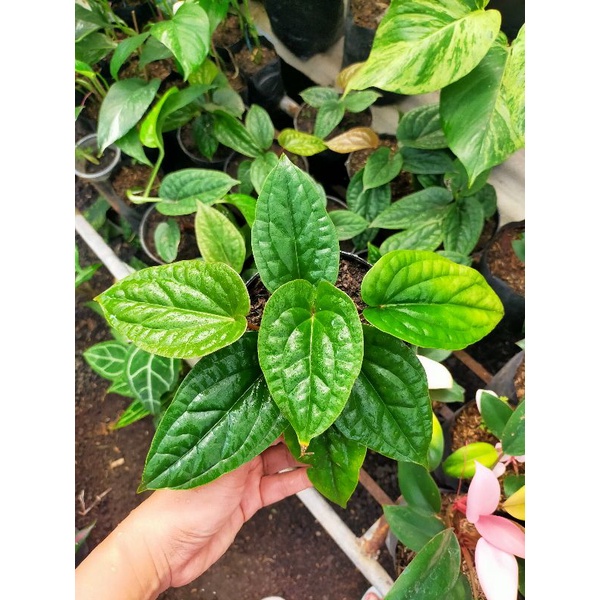 Anthurium Radicans/Sirih