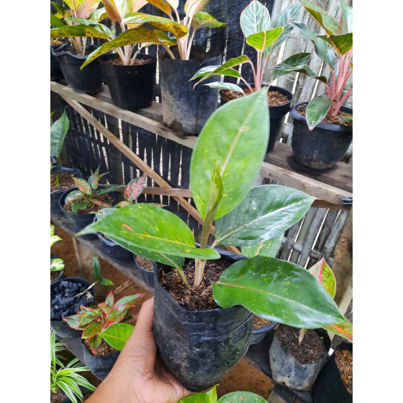 Aglonema Big Roy Hijau (Promo Hari Ini)