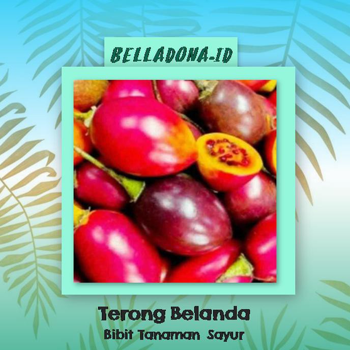 Bibit Tanaman Buah Terong Belanda 50Cm Slim