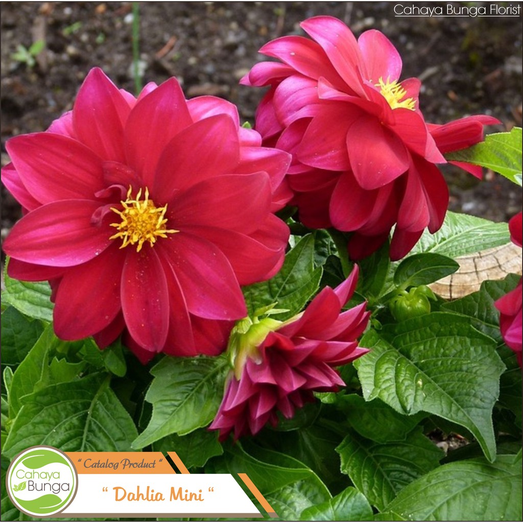 Tanaman Hias Bunga Dahlia Merah Shopee Indonesia