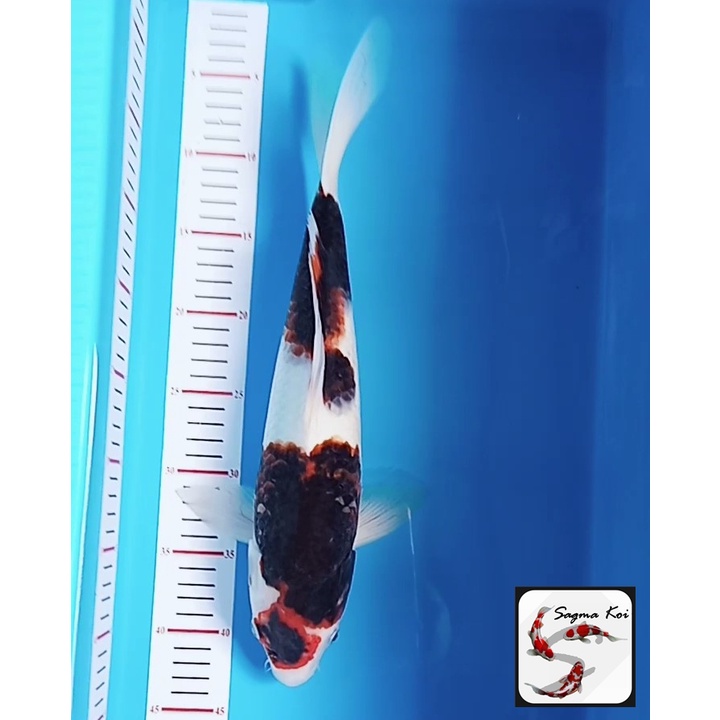 Koi Goromo Lokal Blitar 35 CM