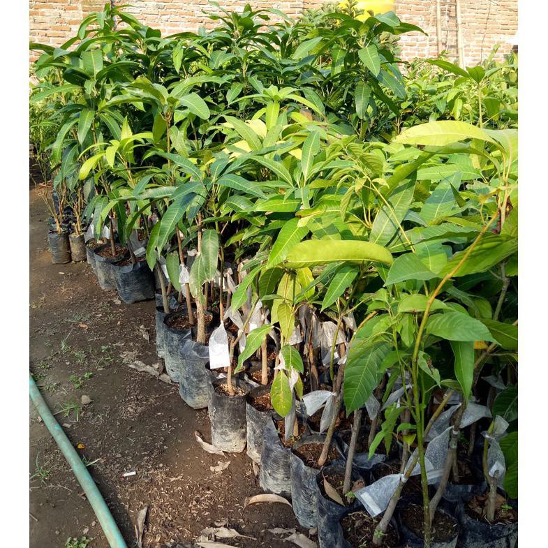 Bibit Mangga Manalagi Okulasi Cepat Berbuah