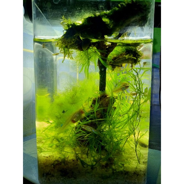 Mini Aquascape