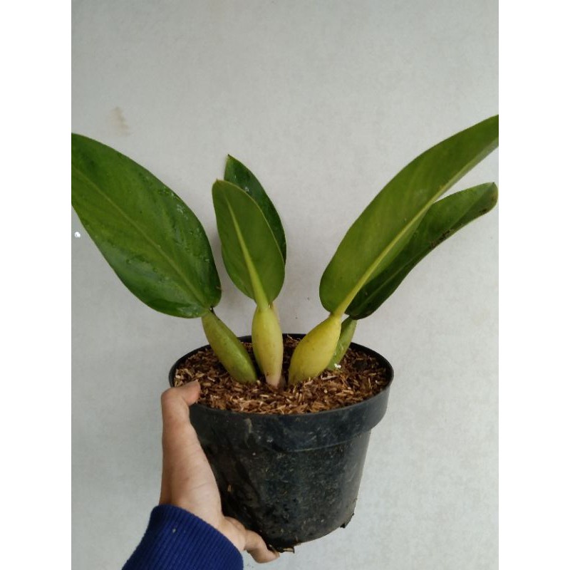 READY PROMO TANAMAN PHILO KATAK TANAMAN PHILODENDRON MARTIANUM MURAH TERAWAT