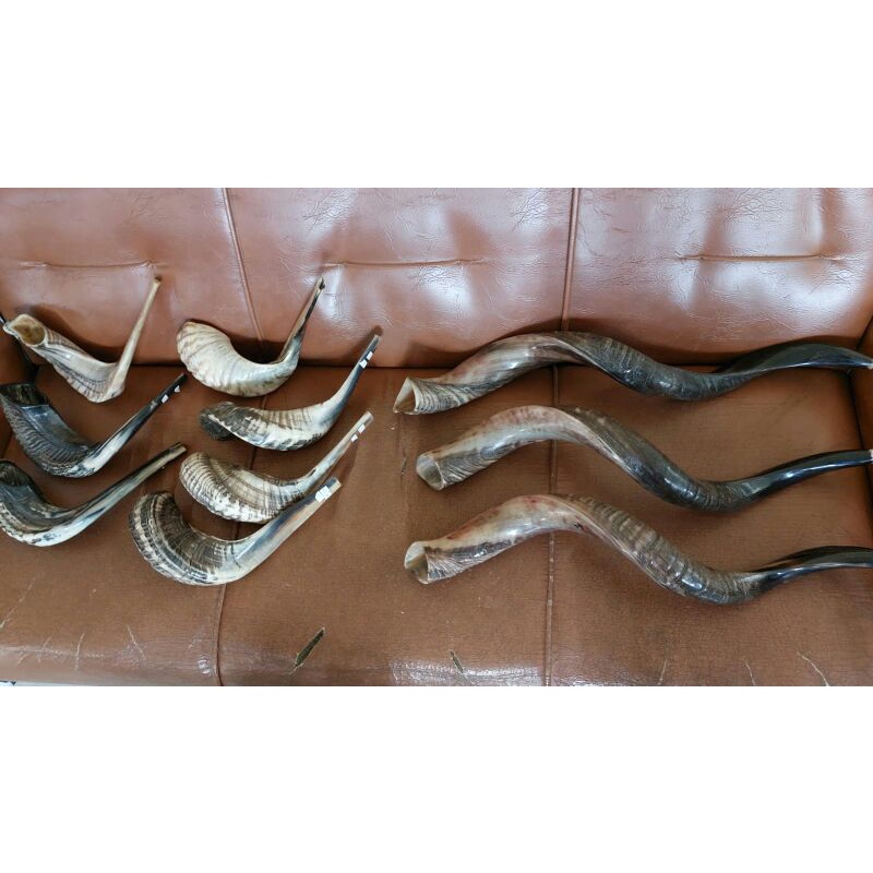 ram shofar ori israel