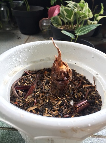 Bonggol Alocasia Watsoniana