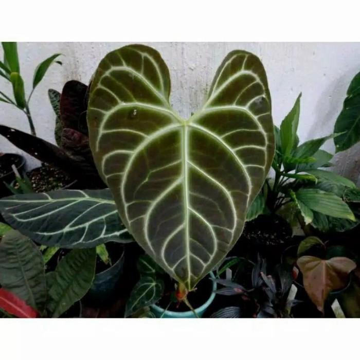 Panama Promo Bonggol Anthurium Regale Peru Cutting Tunas