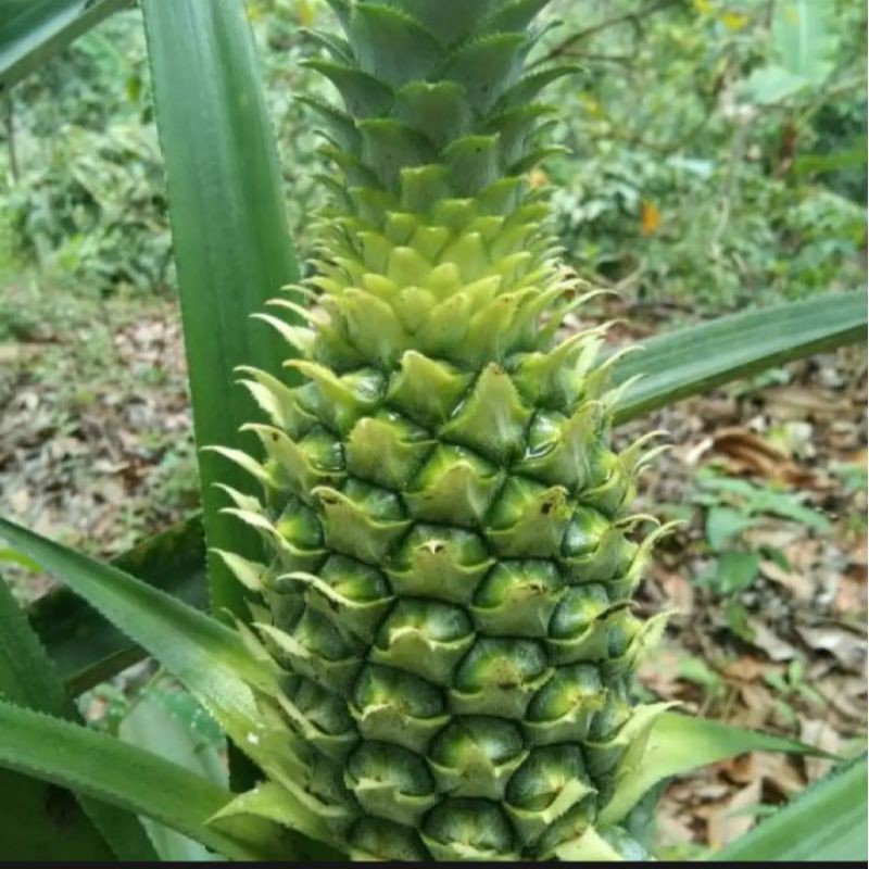 

Jual Nanas Muda danas Fres Petik Lansung