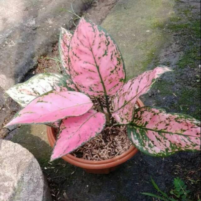 Tanaman hias Aglonema Lady valentine-Aglonema valentine