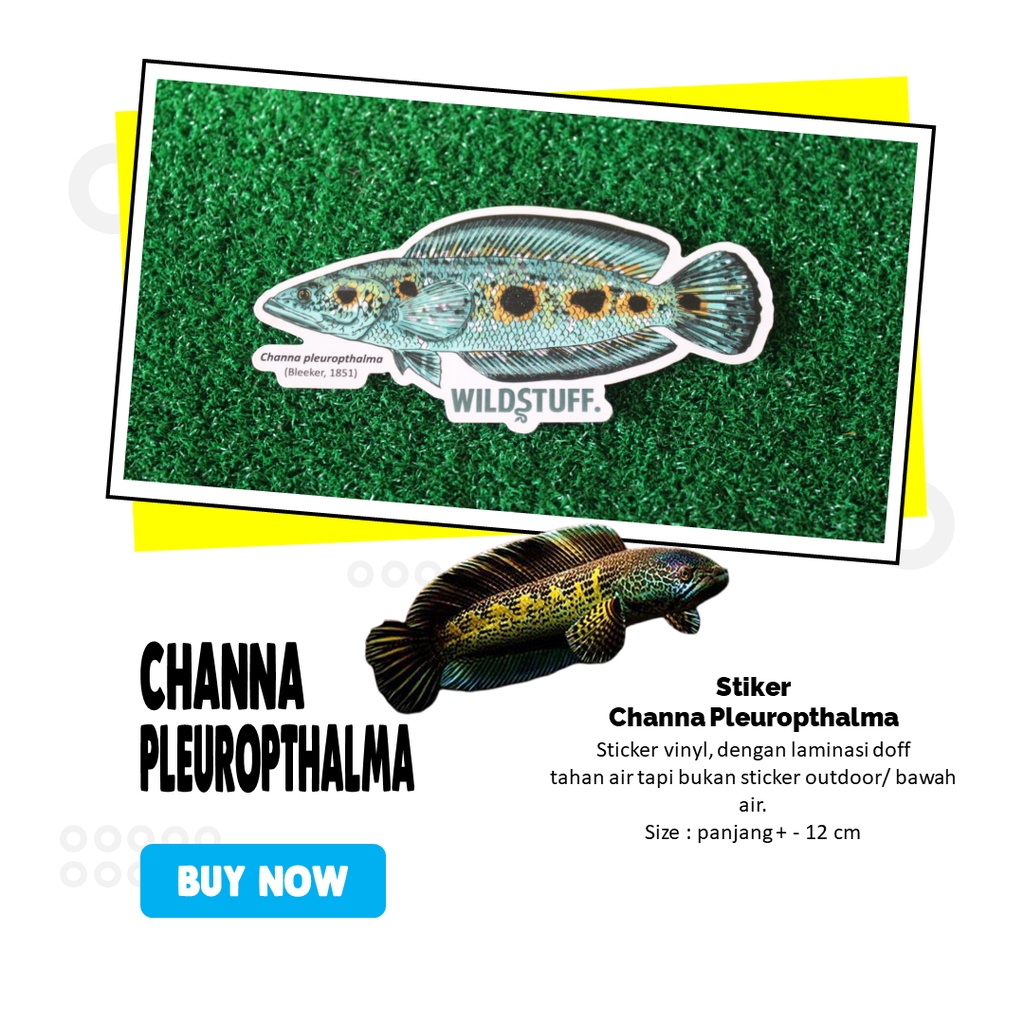 

Sticker Channa Pleurophthalma