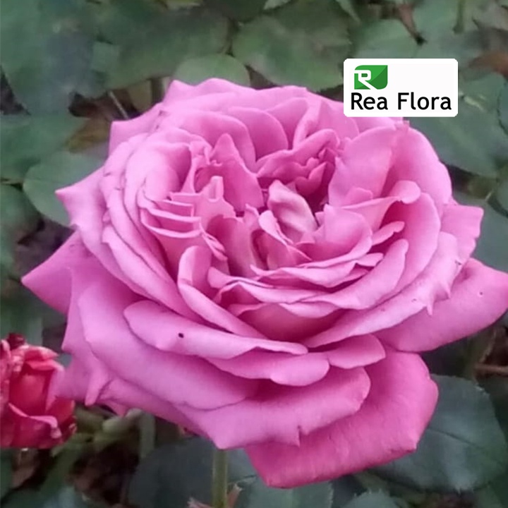 Tanaman Hias Bunga Mawar Ungu Claude Brasser - Mawar/Rose Import Claude Brasseur - Mawar Wangi