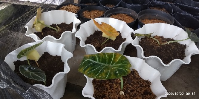 Alokasia Black Velvet Remaja Daun 1 - 2 Dan 3