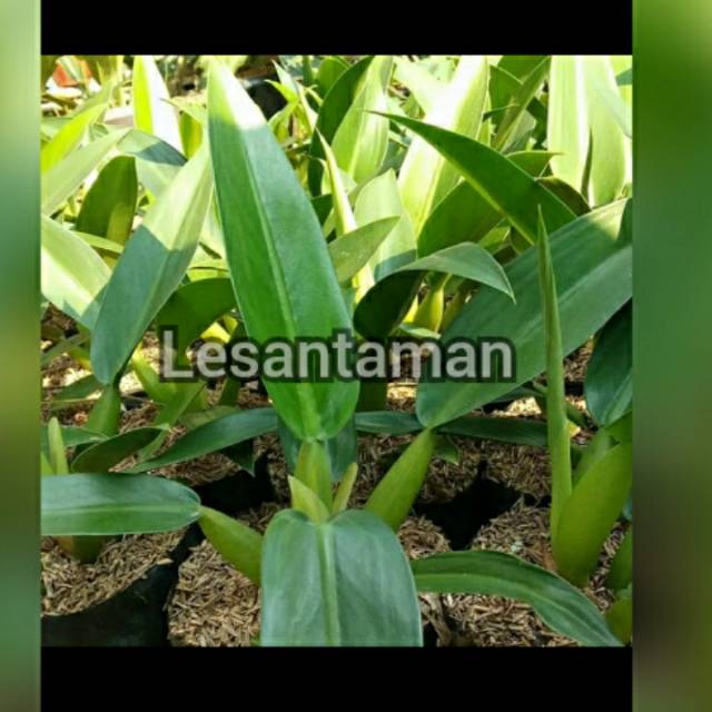 Tanaman philodendron eceng/Philo katak