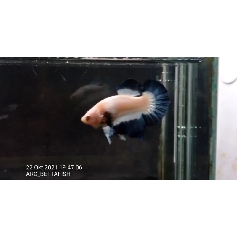 IKAN CUPANG BLURIM CLEAN BODY NOTOSCA CANTIK BANGET