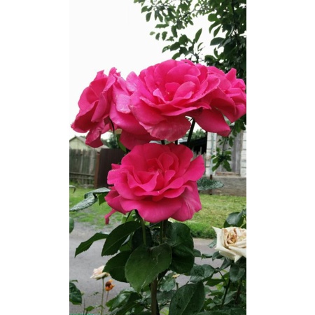 Bunga Mawar Hidup Import PARFUME DELIGHT Mawar Import - Mawar Wangi-Mawar Pink-Mawar