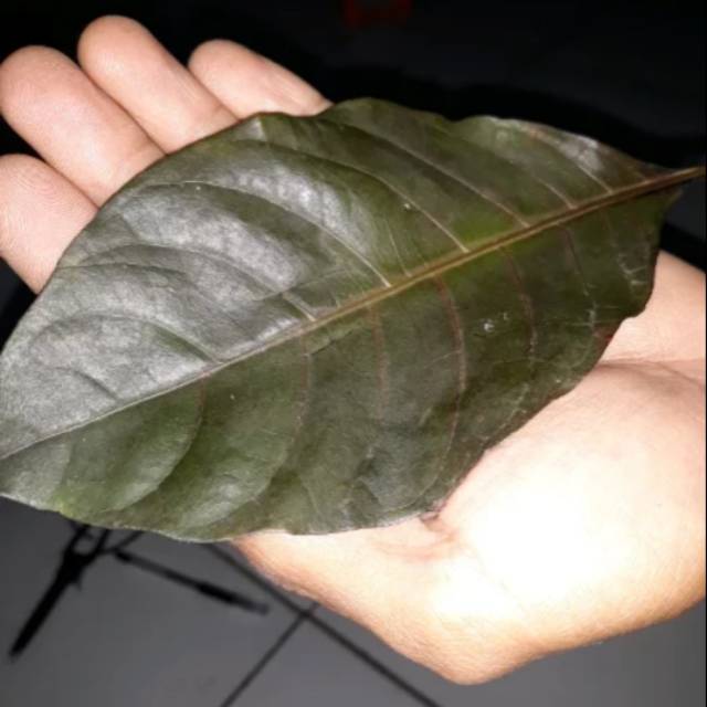 

Daun Ungu-Daun Handeleum Segar Per Lembar