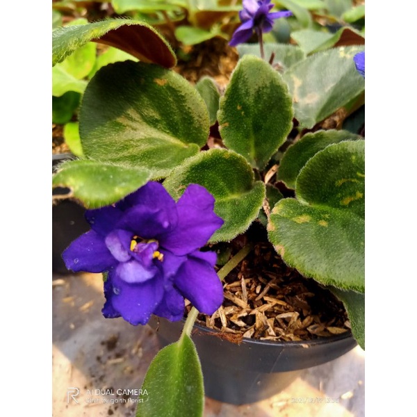 tanaman bunga violet afrika