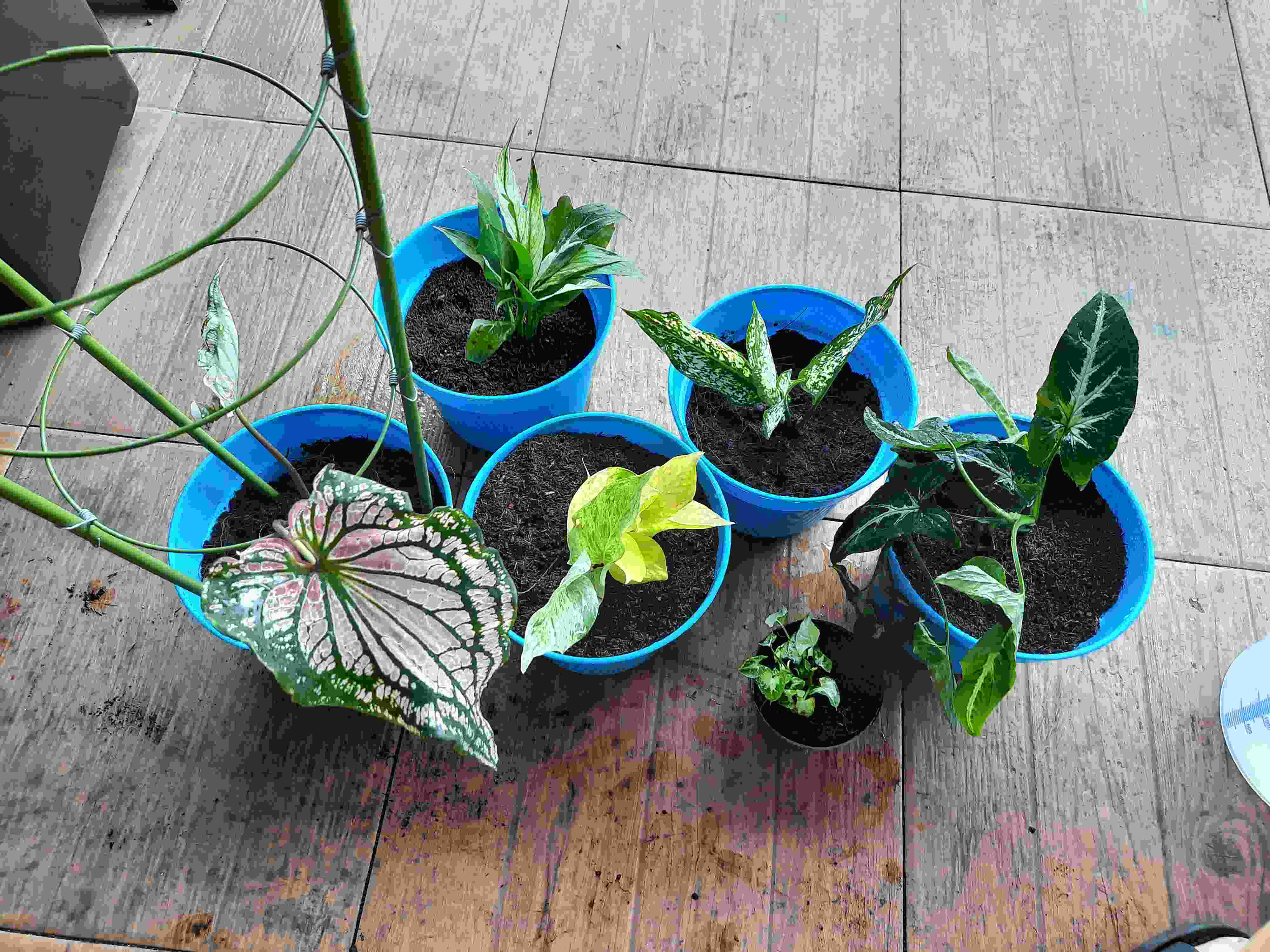 Dijual Syngonium mini/keladi mini (liliput) tanaman hias