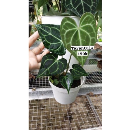 Kuping gajah Tarantula