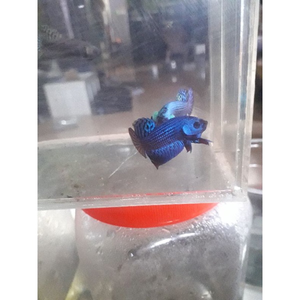 will betta alien blue spair