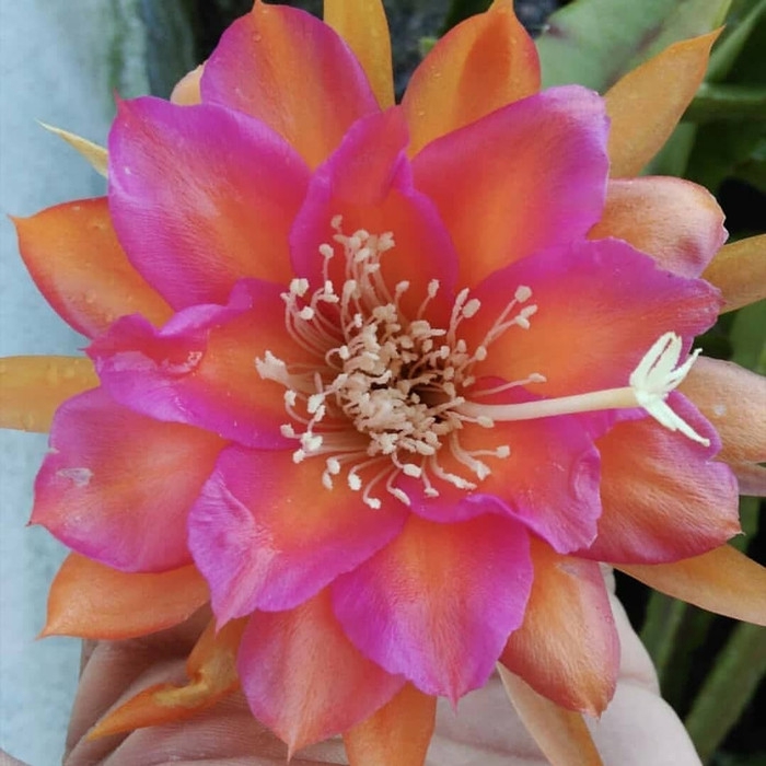 promo Wijaya Kusuma Beauty Orange - Tanaman Hias Wijaya Kusuma Bunga Besar