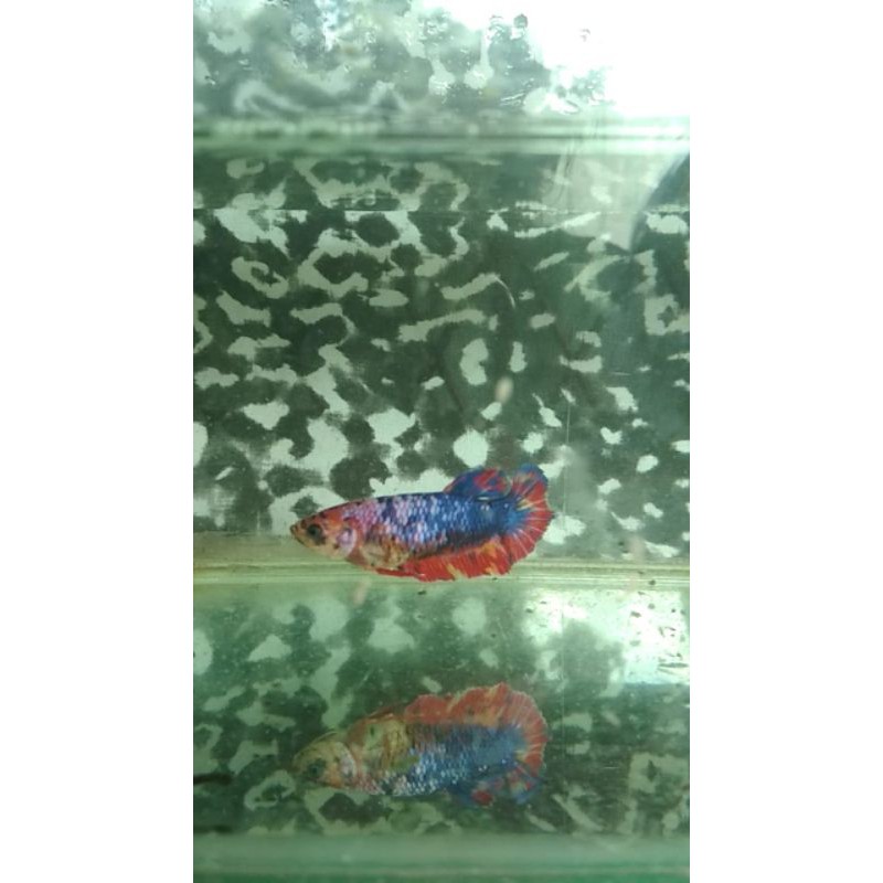 ikan cupang koi nemo Nemo koi