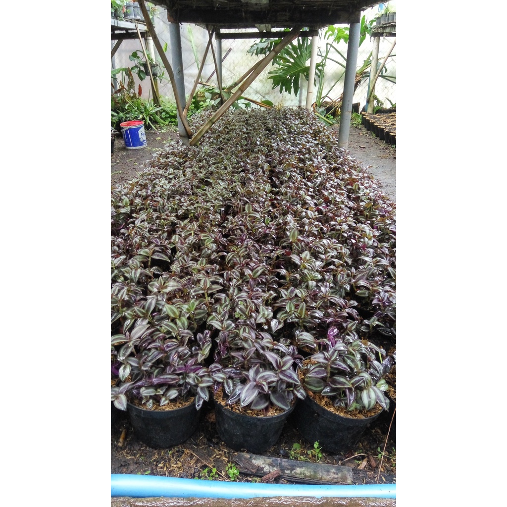 Tradescantia Zebrina - Tanaman Hias