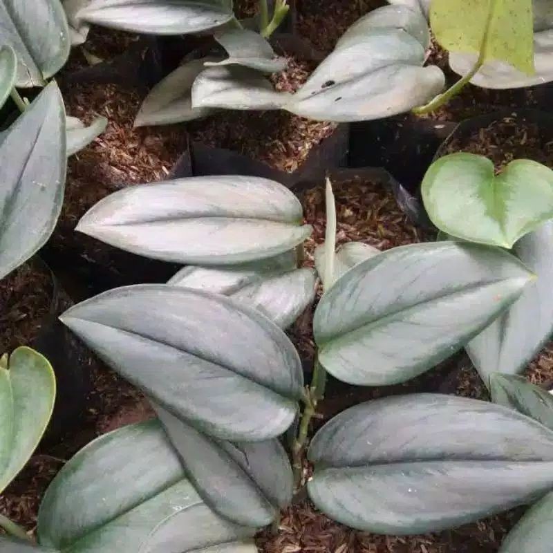 tanaman scindapsus moonlight