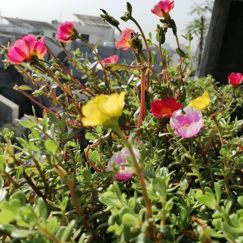 Bunga Krokot - Tanaman Hias Bunga Krokot