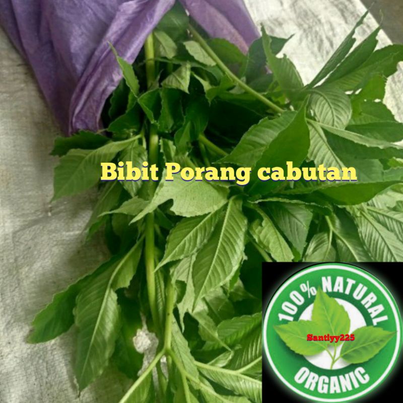 bibit porang katak super asli per bibit