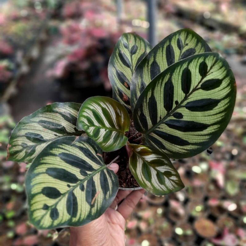 Calathea Makoyana Import / tanaman hias calathea makoyana