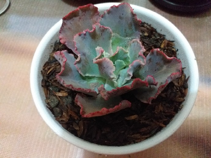 Sukulen Dan Kaktus Mini (echeveria ‘crinoline Ruffles’)