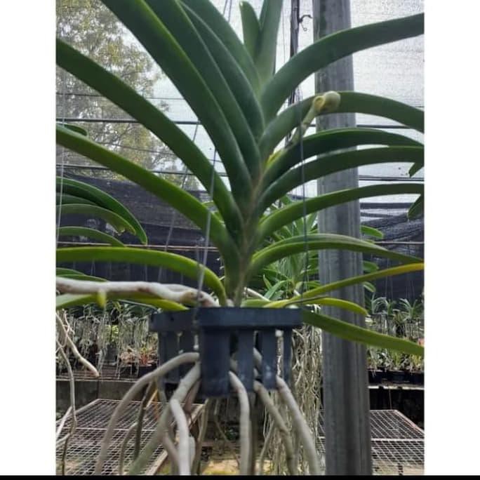 Anggrek Vanda Knop