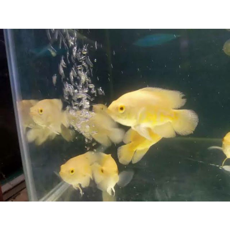 Hiasan Aquarium Ikan Oscar Albino Oskar 3 sampai 5cm