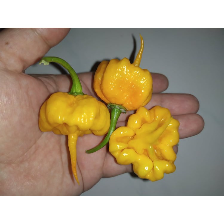 Benih Bibit Biji - Cabai 7 Pot Primo Yellow Cabe Reaper Yellow Pepper Seeds