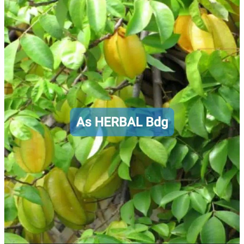 

Daun Belimbing Manis Segar 200 gram petik langsung-az